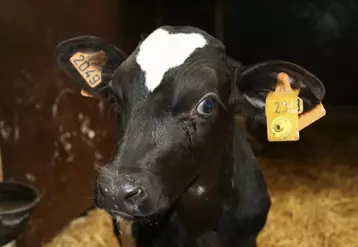 L’apposition de boucles aux deux oreilles est la base de l’identification en élevage bovin.