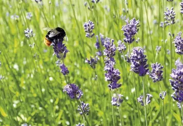 Lancée il y a deux ans, l'initiative européenne pour lutter contre le déclin des pollinisateurs sauvages n'est pas inutile mais doit encore être renforcée, estime la Commission européenne dans un récent rapport. Au-delà de ce qui est déjà prévu par les stratégies Biodiversité ou De la ferme à la table, de nouvelles mesures sont envisagées.