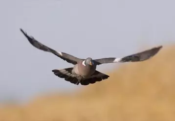 Pour le pigeon ramier, la fermeture est fixée au 20 février