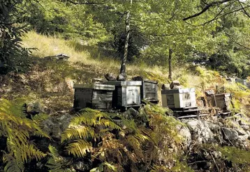 Réuni en séance le 15 février 2022, le CNGRA a validé la demande des services de reconnaître l’état de calamité agricole pour les apiculteurs du département, a indiqué la préfecture dans un communiqué de presse le 14 mars.