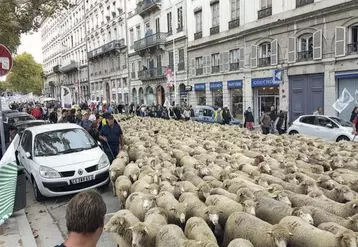Lundi 9 octobre, entre 1 000 et 1 500 éleveurs sont venus manifester dans les rues de Lyon pour dénoncer les attaques de loups.