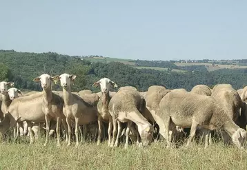 Le fonds de qualité lait cru devait diminuer les écarts entre producteurs. Son principe est remis en question.