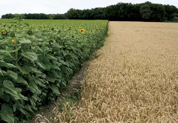 FranceAgriMer table sur des exportations françaises de blé tendre en nette hausse vers les pays tiers, avec « un très fort démarrage » sur la nouvelle campagne, a-t-il indiqué le 13 juillet.