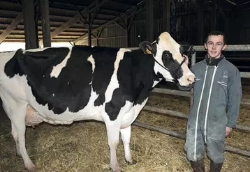 Ce jour-là, Tristan préparait la vache Dune pour la présenter au Concours général agricole de Paris.