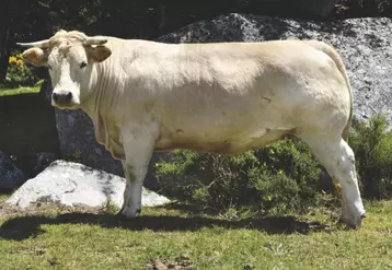 La génisse Fleur d’Aubrac est issue du croisement direct d’une vache pure Aubrac avec un taureau charolais. Elle est engraissée jusqu’à 24 à 42 mois et vit en grande partie dans les pâturages.