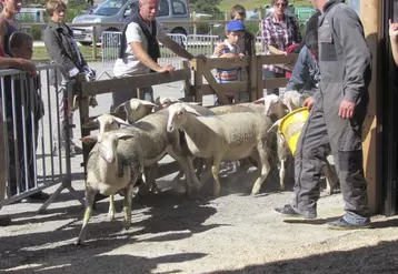 Entre 200 et 250 ovins sont attendus cette année au Qualiviande, à Aumont-Aubrac.