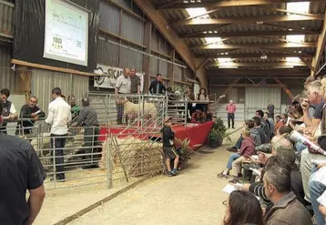 Cette année, la « petite vente » des agneaux d’élite sélectionnés pour leur morphologie suivra la vente aux enchères de station.