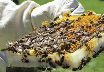 Recueillir, via le pollen collecté par les abeilles, des données sur la pollution potentielle et la biodiversité des territoires ruraux : le pari de l’outil BeeOmonitoring bientôt testé dans le Cantal.
