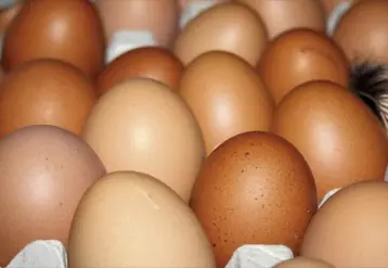 Circul’Egg a pour objectif de valoriser les coquilles d’œufs et leur membrane intérieure en différents produits destinés à l’alimentation animale, à la nutrition et à la cosmétique.