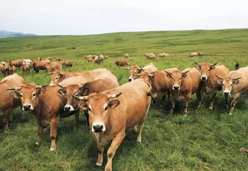 Le règlement bio devrait entrer en application au 1er janvier 2022. Repoussé d'un an pour cause de crise Covid-19, il pose de nombreuses questions aux élevages bio.
