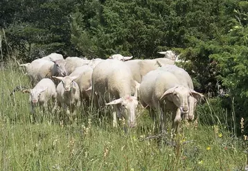 Chaque année, les bilans effectués par les techniciens de la chambre d'agriculture de Lozère, dans les élevages ovins lait suivis, permettent de dresser un panorama de la campagne laitière.