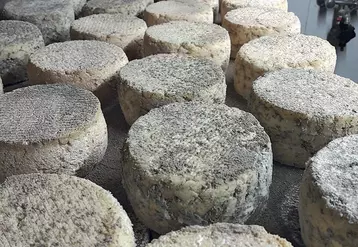 Les Artisous sont les acariens artisans de l’affinage du fromage fermier issu des fermes de Haute-Loire.