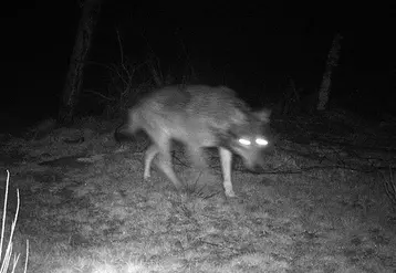 Photographie de loup prise le 12 avril 2013 sur la commune du Cellier-du-Luc par un piège photographique.