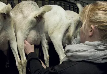 Les tests pendant la traite se déploient aujourd’hui sur le terrain pour appréhender les conditions de traite à l’interface animal-machine-trayeur.