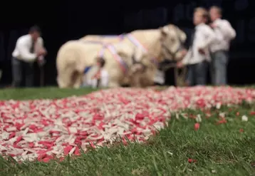 Le Herd-Book charolais travaille sur différents outils de promotion. Les concours en font partie.