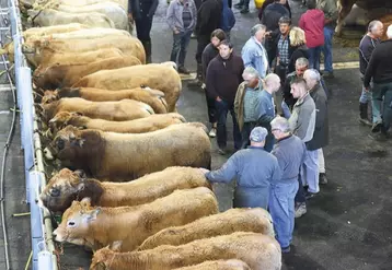 Pour l'édition 2019, broutards et agnelles devront faire de la place aux animaux gras.