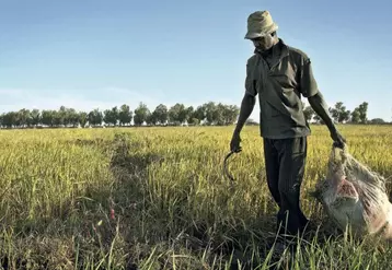 L’un des enjeux de l’agriculture mondiale, pour les dix ans à venir, se situera en Afrique.