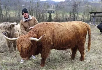 La vache highland cattle pourrait-elle venir au secours des territoires délaissés par les ovins pour cause de prédation ? C'est une des pistes explorée par Christophe Roche qui est en train de constituer son troupeau.