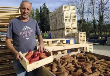 L'EARL Mont-Bio à Montmeyran, dans la Drôme, s'est lancée en 2014 dans la culture de la patate douce bio. Une diversification réussie qui nécessite toutefois des investissements en main-d'oeuvre et plants onéreux.