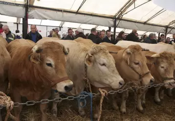 Malgré une météo changeante, ils était plus de 1 000 à se presser, samedi 1er avril, dans les allées du pré de la foire de Langogne.