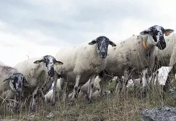 La Rava, est l’une des six races rustiques gérées par l’organisme de sélection races ovines des Massifs. Elle a colonisé, depuis de nombreuses années, la chaîne des Puys.