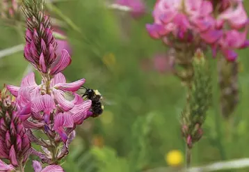 Le ministère de l'agriculture a présenté à la presse, mercredi 23 juin, son « plan gel » pour soutenir les agriculteurs touchés par la vague de froid exceptionnelle d'avril 2021. Les apiculteurs subissent eux aussi, de plein fouet, les conséquences de cet aléa climatique.