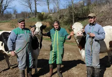 Philippe, David et Pierre avec les génisses Gina et Fiorentina.