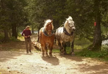 Florent Dalloz avec son Comtois et son Percheron. « Dans l’association tous les chevaux répondent aux mêmes ordres. On peut donc utiliser les animaux d’autres débardeurs ».