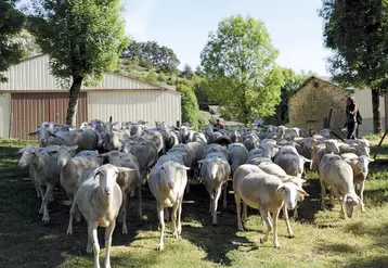 Moutonniers, préparez-vous pour le 9e concours agnelles BMC du samedi 25 septembre, à Aumont-Aubrac.