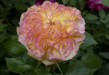 Les pépiniéristes français ont offert aux visiteurs leurs plus beaux spécimens comme ce rosier à grandes fleurs aux tons dégradés.