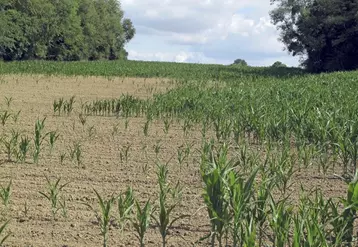 L'année 2019 a été marqueée une fois encore par les aléas climatiques. Un gros orage, à la mi-juin, a anéanti les récoltes au moment de l'ensilage.