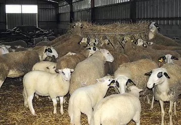 Les brebis accélérées doivent être en bon état corporel.