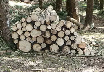 Le programme Sylv'acctes, qui aide des acteurs publics ou privés à financer des actions vertueuses dans les massifs forestiers en Aura et préserver le patrimoine forestier, entame un projet test, entre autres, sur le PNR de l'Aubrac.