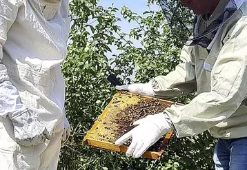 48 ruches ont été installées pour démarrer.