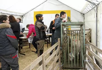L’évaluation de l’engraissement des agneaux, l’une des huit épreuves du concours.