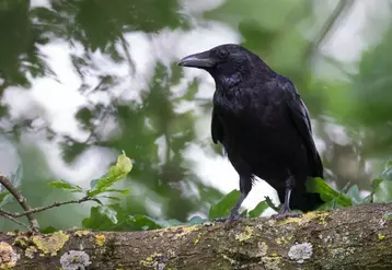 La corneille est reconnaissable entre tous les corbeaux, grâce à son bec noir et droit, dans le prolongement de l'oeil.