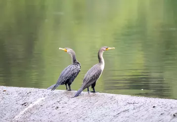 Couple de cormorans sur bord de rivière