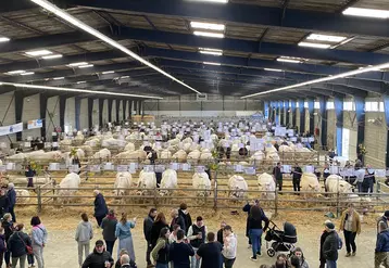 exposition d'animaux sous un hangar pour la foire de boussac