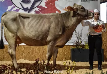 Une vache présentée par une éleveuse lors d'un concours bovin