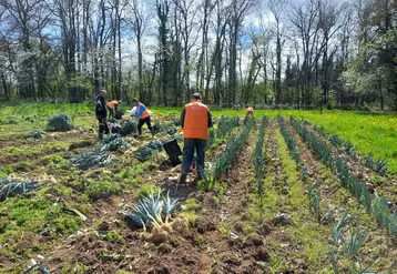 Opération de glanage solidaire de poireaux sur une parcelle des Combrailles dans le Puy-de-Dôme en partenariat avec Solaal Auvergne-Rhône-Alpes.