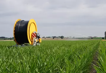 Enrouleur irrigation dans un champ de maïs semence