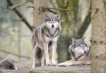 Aujourd’hui on parle d’une population de loups estimée provisoirement pour 2023 à environ 1 104 individus avec un intervalle de prédiction situé entre 800 et 1 400