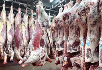 Carcasses d'animaux accrochés dans une chambre froide d'un abattoir.