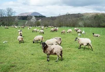 troupeau de mouton chaîne des puys