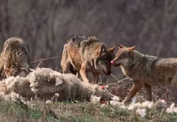loup dévorant un mouton