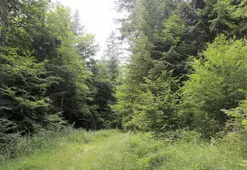 Une forêt en Lozère