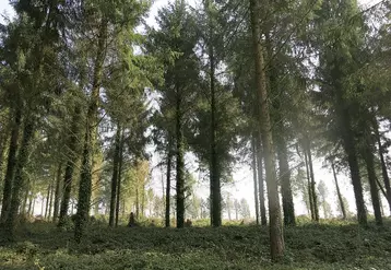 Une forêt en pleine journée