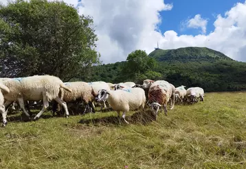 brebis au pied du puy de dôme