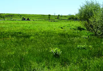 prairies sur l'aubrac.