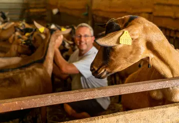 Chèvres dans un bâtiment avec un éleveur derrière